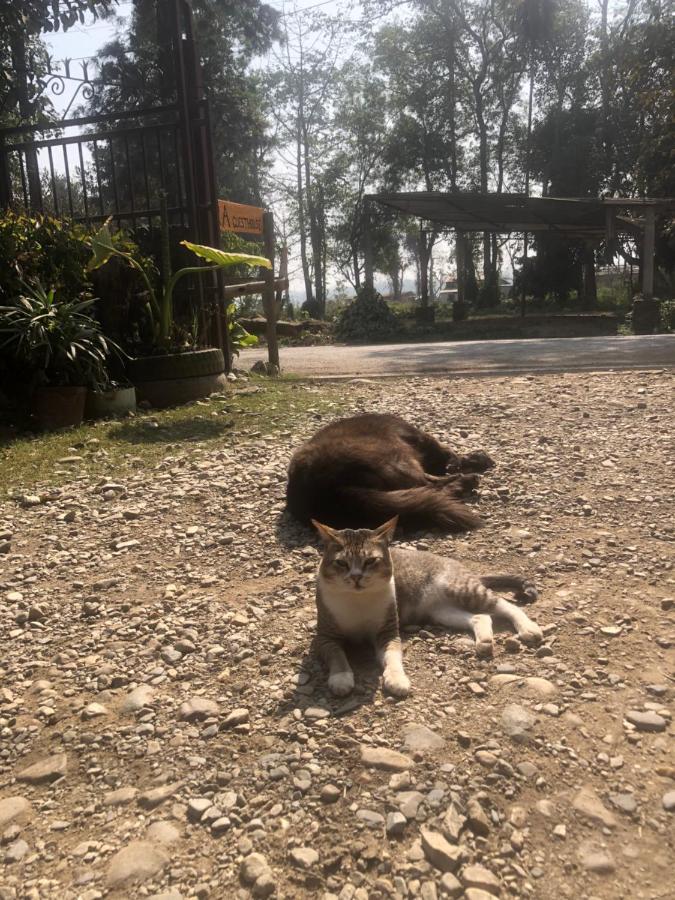 Tara Guesthouse - Sauraha,Chitwan Exteriör bild